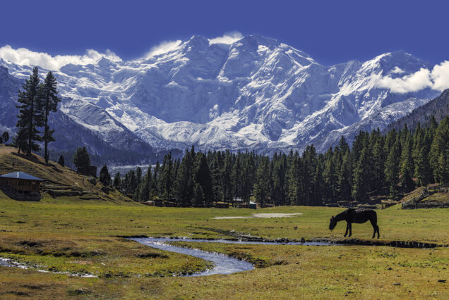 Nanga Parbat Climbing Expedition: 50 Day Himalayan Summit